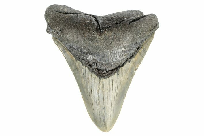 Serrated, Fossil Megalodon Tooth - North Carolina #165433